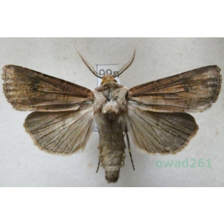 Agrotis clavis (Hufnagel, 1766) male Rolnica Poland99n